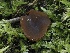  (Peziza sp. CA13 - FDS-CA-05411)  @11 [ ] by-nc (2024) Taye Bright Fungal Diversity Survey