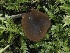 ( - FDS-CA-05411)  @11 [ ] by-nc (2024) Taye Bright Fungal Diversity Survey