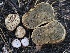  (Rhizopogon sp. CA05 - FDS-CA-00660)  @11 [ ] by-nc (2024) Taye Bright Fungal Diversity Survey