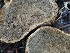  ( - FDS-CA-00660)  @11 [ ] by-nc (2024) Taye Bright Fungal Diversity Survey