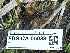  ( - FDS-CA-05038)  @11 [ ] by-nc (2024) Taye Bright Fungal Diversity Survey