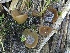  (Peziza sp. CA12 - FDS-CA-05038)  @11 [ ] by-nc (2024) Taye Bright Fungal Diversity Survey