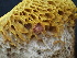  ( - FDS-CA-02413)  @11 [ ] by-nc (2024) Jaren Hockert Fungal Diversity Survey