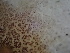  ( - FDS-CA-02413)  @11 [ ] by-nc (2024) Jaren Hockert Fungal Diversity Survey