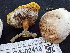  ( - FDS-CA-02413)  @11 [ ] by-nc (2024) Jaren Hockert Fungal Diversity Survey