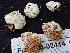  (Russula sp. CA24 - FDS-CA-02414)  @11 [ ] by-nc (2024) Jaren Hockert Fungal Diversity Survey