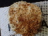  ( - FDS-CA-02414)  @11 [ ] by-nc (2024) Jaren Hockert Fungal Diversity Survey