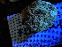  ( - FDS-CA-02414)  @11 [ ] by-nc (2024) Jaren Hockert Fungal Diversity Survey