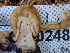  ( - FDS-CA-02483)  @11 [ ] by-nc (2024) Jaren Hockert Fungal Diversity Survey