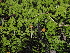 ( - FDS-CA-04775)  @11 [ ] by (2024) Justin Paulin Fungal Diversity Survey
