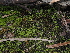  ( - FDS-CA-04775)  @11 [ ] by (2024) Justin Paulin Fungal Diversity Survey