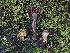  ( - FDS-CA-05406)  @11 [ ] by-nc (2024) Unspecified Fungal Diversity Survey