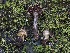  ( - FDS-CA-05406)  @11 [ ] by-nc (2024) Unspecified Fungal Diversity Survey
