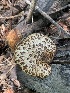  ( - FDS-CA-05412)  @11 [ ] by-nc (2024) Unspecified Fungal Diversity Survey