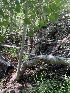  ( - FDS-CA-05412)  @11 [ ] by-nc (2024) Unspecified Fungal Diversity Survey