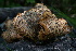  ( - FDS-CA-05409)  @11 [ ] by-nc (2024) Unspecified Fungal Diversity Survey