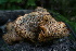  ( - FDS-CA-05409)  @11 [ ] by-nc (2024) Unspecified Fungal Diversity Survey