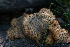  ( - FDS-CA-05409)  @11 [ ] by-nc (2024) Unspecified Fungal Diversity Survey