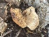  ( - FDS-CA-05332)  @11 [ ] by-nc (2024) Damon Tighe Fungal Diversity Survey