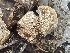  ( - FDS-CA-05332)  @11 [ ] by-nc (2024) Damon Tighe Fungal Diversity Survey