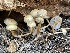 ( - FDS-CA-05336)  @11 [ ] by-nc (2024) Damon Tighe Fungal Diversity Survey