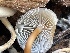  ( - FDS-CA-05336)  @11 [ ] by-nc (2024) Damon Tighe Fungal Diversity Survey
