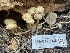  ( - FDS-CA-05336)  @11 [ ] by-nc (2024) Damon Tighe Fungal Diversity Survey