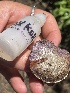  ( - FDS-CA-05338)  @11 [ ] by-nc (2024) Damon Tighe Fungal Diversity Survey