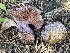  ( - FDS-CA-05338)  @11 [ ] by-nc (2024) Damon Tighe Fungal Diversity Survey
