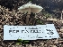  ( - FDS-CA-05235)  @11 [ ] c (2024) Andrew Claassen Fungal Diversity Survey