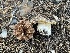  ( - FDS-CA-00293)  @11 [ ] by-nc (2024) Dean Lyons Fungal Diversity Survey