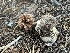  ( - FDS-CA-00293)  @11 [ ] by-nc (2024) Dean Lyons Fungal Diversity Survey