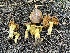  ( - FDS-CA-00269)  @11 [ ] by-nc (2024) Dean Lyons Fungal Diversity Survey