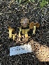  ( - FDS-CA-00269)  @11 [ ] by-nc (2024) Dean Lyons Fungal Diversity Survey