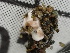  (Acremonium sclerotigenum - FDS-CA-02481)  @11 [ ] by-nc (2024) Jaren Hockert Fungal Diversity Survey