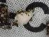  ( - FDS-CA-02481)  @11 [ ] by-nc (2024) Jaren Hockert Fungal Diversity Survey