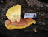  (Laetiporus conifericola - FDS-CA-05925)  @11 [ ] by-nc (2024) Fresno Mycology Society Fungal Diversity Survey
