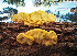  ( - FDS-CA-05925)  @11 [ ] by-nc (2024) Fresno Mycology Society Fungal Diversity Survey