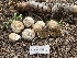  ( - FDS-CA-00264)  @11 [ ] by-nc (2024) Dean Lyons Fungal Diversity Survey