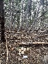 ( - FDS-CA-00264)  @11 [ ] by-nc (2024) Dean Lyons Fungal Diversity Survey