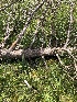  ( - FDS-CA-04789)  @11 [ ] by (2024) Justin Paulin Fungal Diversity Survey