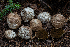  ( - FDS-CA-00264)  @11 [ ] by-nc (2024) Dean Lyons Fungal Diversity Survey