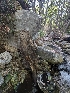  ( - FDS-CA-03895)  @11 [ ] by-nc (2024) Stu Pickell Fungal Diversity Survey