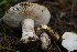  ( - FDS-CA-05482)  @11 [ ] by-nc (2024) Unspecified Fungal Diversity Survey