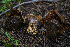  ( - FDS-CA-05481)  @11 [ ] by-nc (2024) Unspecified Fungal Diversity Survey