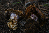  ( - FDS-CA-05481)  @11 [ ] by-nc (2024) Unspecified Fungal Diversity Survey