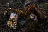  ( - FDS-CA-05481)  @11 [ ] by-nc (2024) Unspecified Fungal Diversity Survey