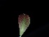  ( - FDS-CA-04786)  @11 [ ] by (2024) Justin Paulin Fungal Diversity Survey