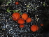  ( - FDS-CA-04789)  @11 [ ] by (2024) Justin Paulin Fungal Diversity Survey