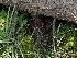  ( - FDS-CA-04789)  @11 [ ] by (2024) Justin Paulin Fungal Diversity Survey